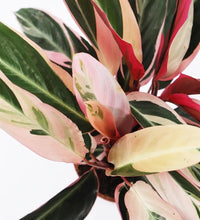 Load image into Gallery viewer, Calathea Stromanthe Triostar