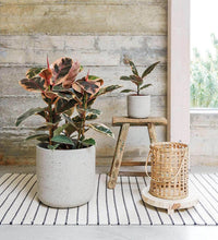 Load image into Gallery viewer, Ficus Elastica Belize