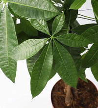 Load image into Gallery viewer, Money Tree