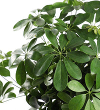 Load image into Gallery viewer, Schefflera Tree