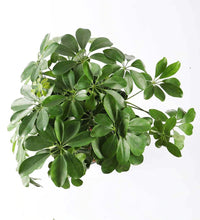Load image into Gallery viewer, Schefflera Tree
