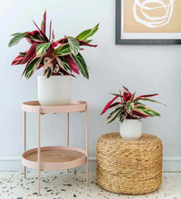 Load image into Gallery viewer, Calathea Stromanthe Triostar
