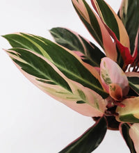 Load image into Gallery viewer, Calathea Stromanthe Triostar
