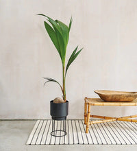 Load image into Gallery viewer, Coconut Palm
