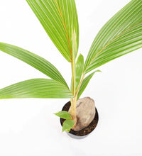 Load image into Gallery viewer, Coconut Palm
