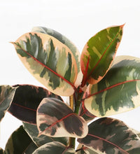 Load image into Gallery viewer, Ficus Elastica Belize
