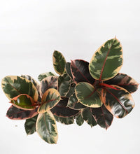 Load image into Gallery viewer, Ficus Elastica Belize
