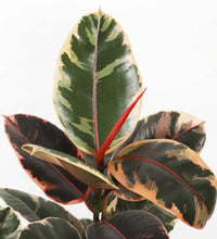 Load image into Gallery viewer, Ficus Elastica Belize

