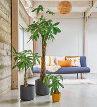 Load image into Gallery viewer, Money Tree
