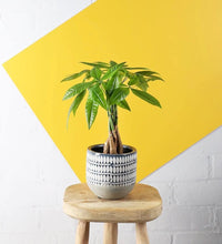 Load image into Gallery viewer, Money Tree
