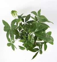 Load image into Gallery viewer, Money Tree
