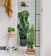 Load image into Gallery viewer, Philodendron Scandens
