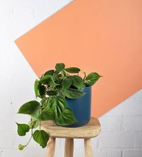 Load image into Gallery viewer, Philodendron Scandens
