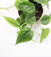 Load image into Gallery viewer, Philodendron Scandens
