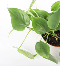 Load image into Gallery viewer, Philodendron Scandens
