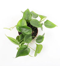 Load image into Gallery viewer, Philodendron Scandens
