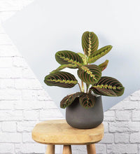 Load image into Gallery viewer, Prayer Plant &amp; Pot
