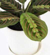 Load image into Gallery viewer, Prayer Plant &amp; Pot
