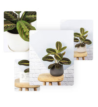 Load image into Gallery viewer, Prayer Plant &amp; Pot
