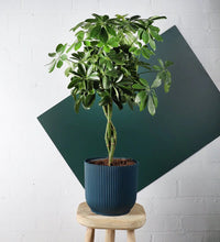 Load image into Gallery viewer, Schefflera Tree
