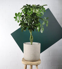 Load image into Gallery viewer, Schefflera Tree

