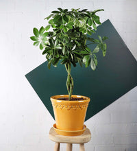 Load image into Gallery viewer, Schefflera Tree
